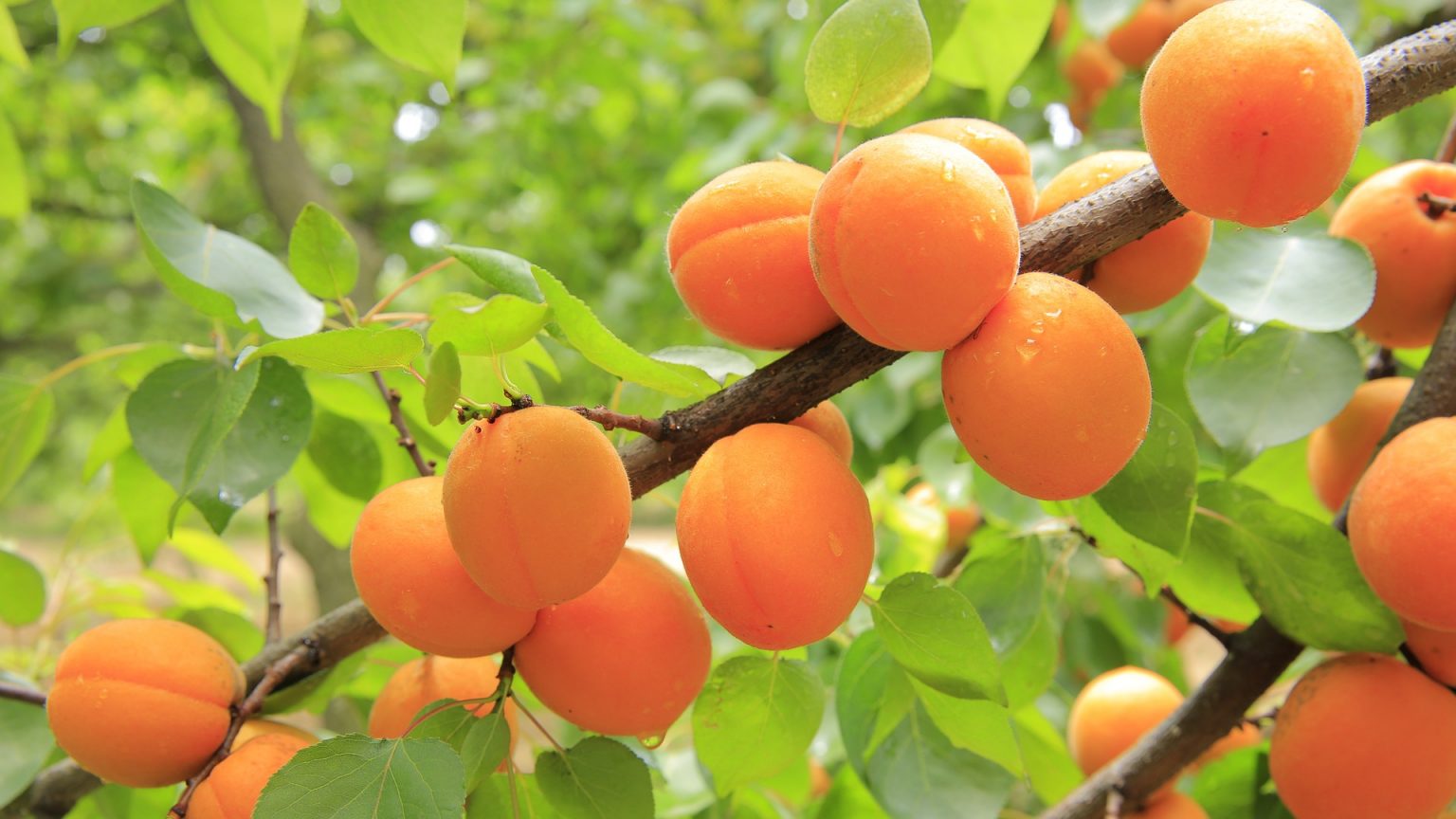 What Are The Different Types Of Apricots Qipa